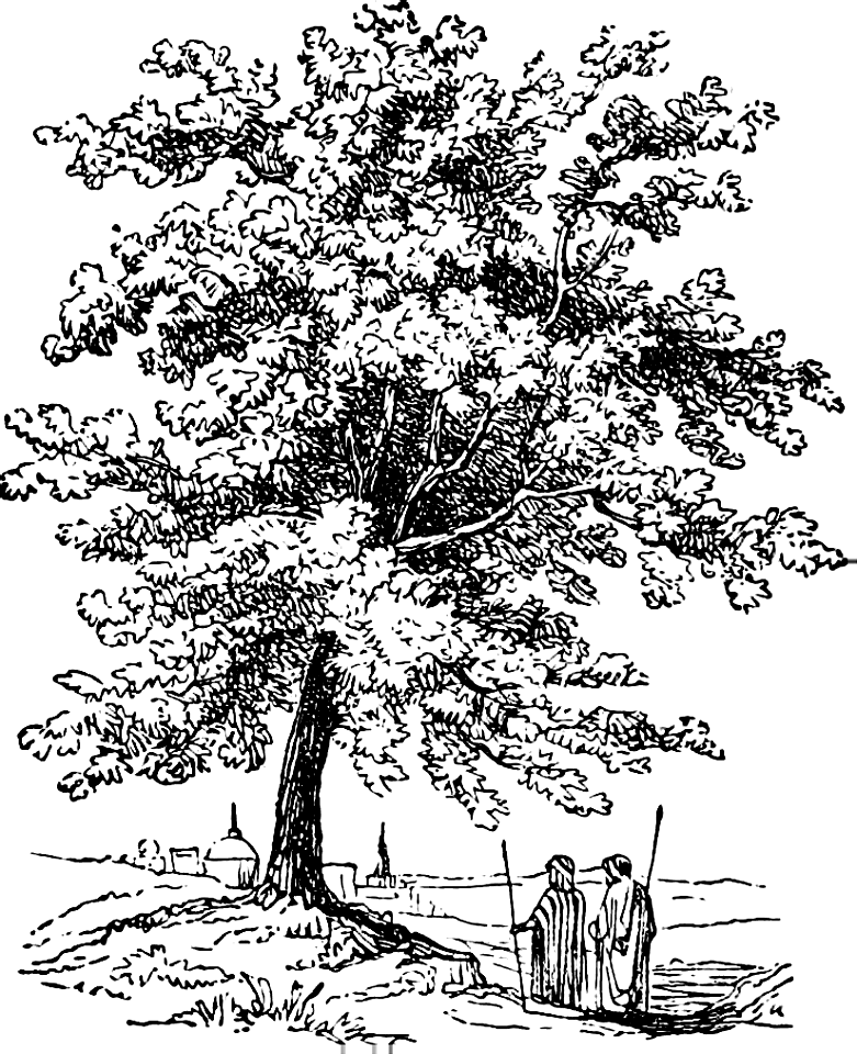 82 Plants - Terebinth Tree
