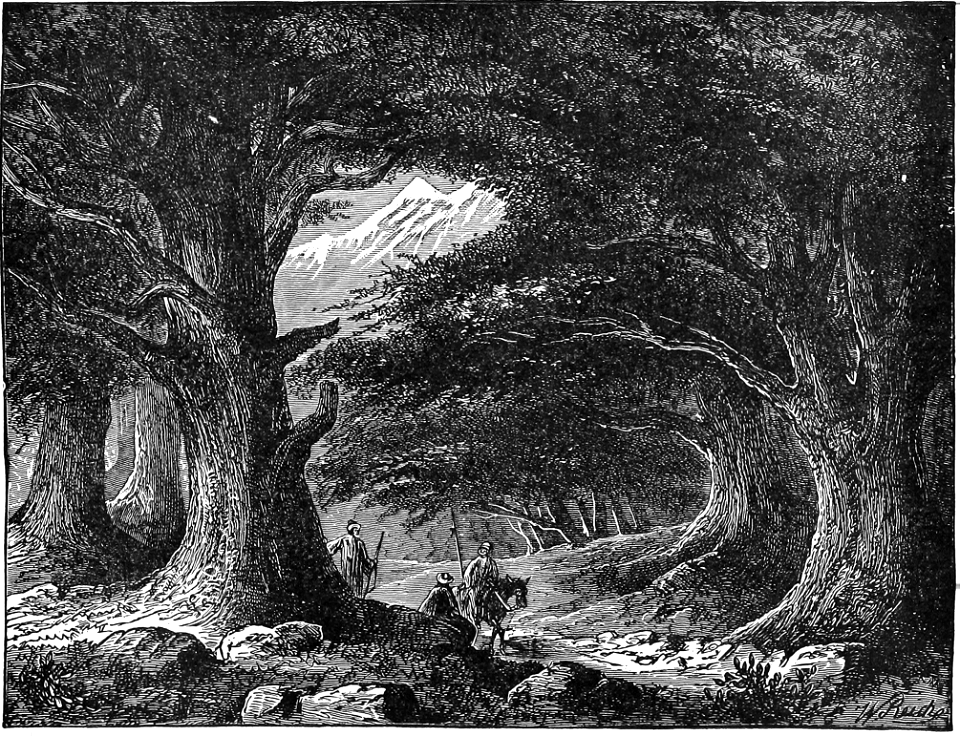 Cedars of Lebanon