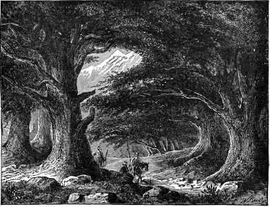 Cedars of Lebanon