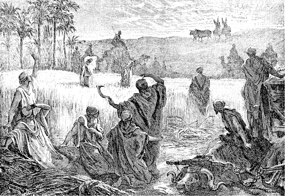 055 1 Samuel 06 v13-14 The Ark appears on an Ox Cart