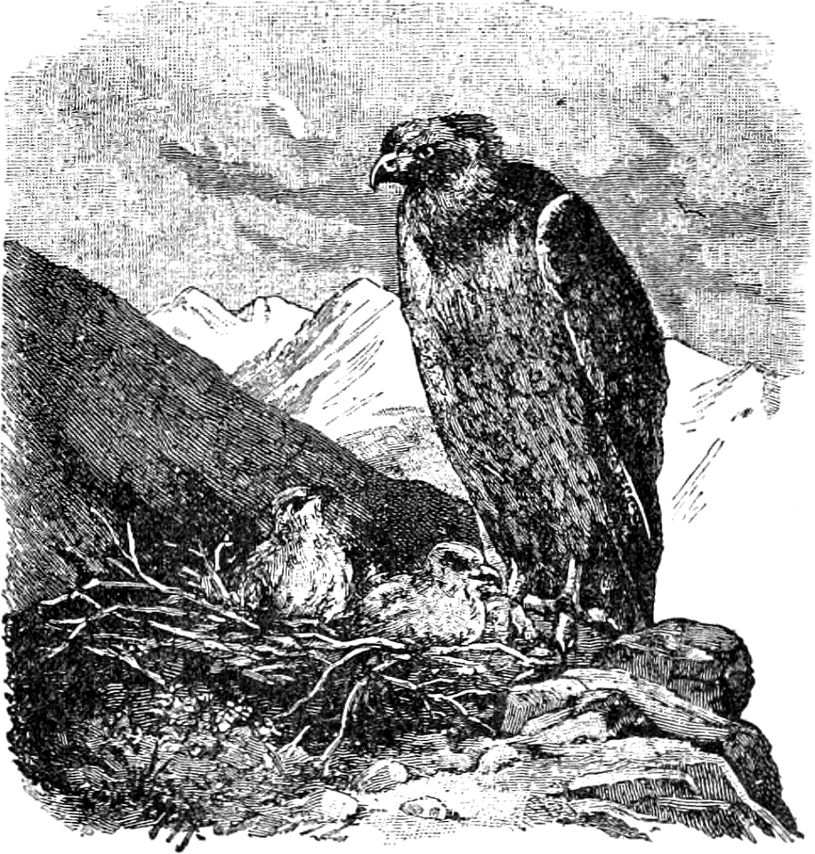 An Eagle
