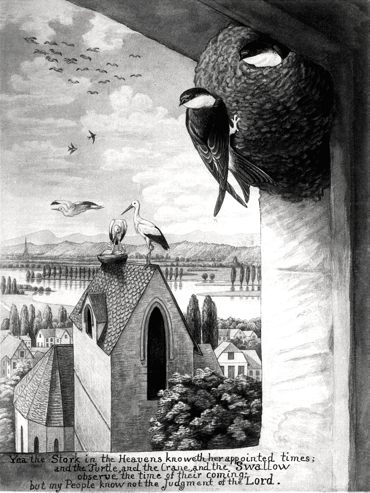 14 Jeremiah 08 v07 The Stork knows her appointed times