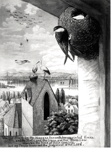 14 Jeremiah 08 v07 The Stork knows her appointed times
