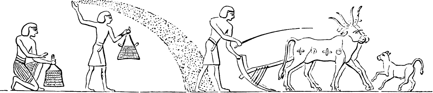 06 Agriculture - Ploughing in the Seed - larger
