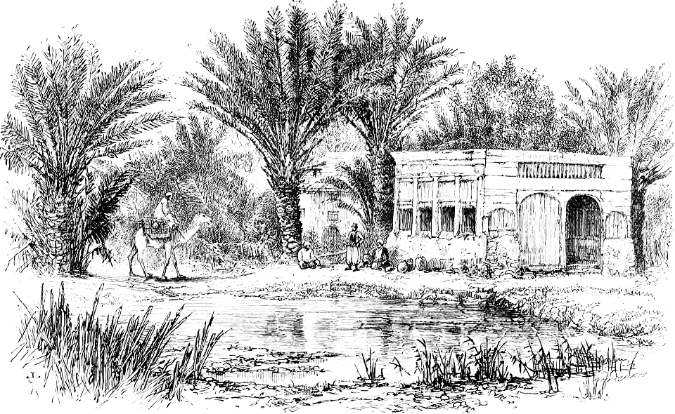 Sinaitic Palms