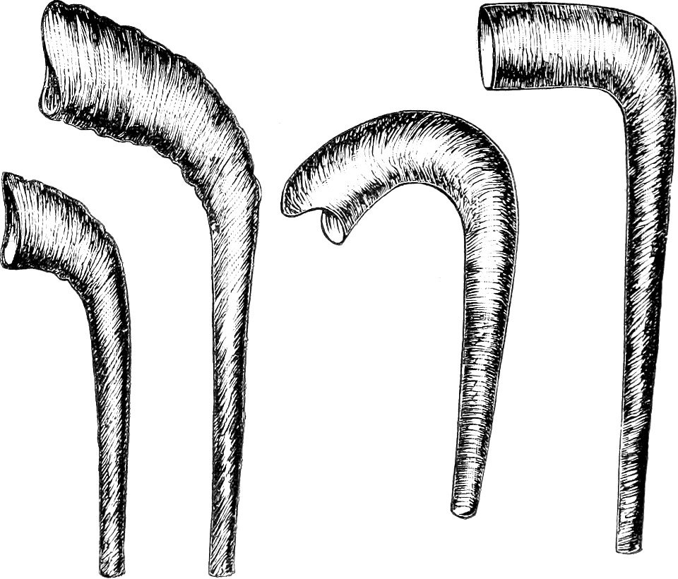 13 Modern Jewish Rams Horns (Genesis 22 v13)