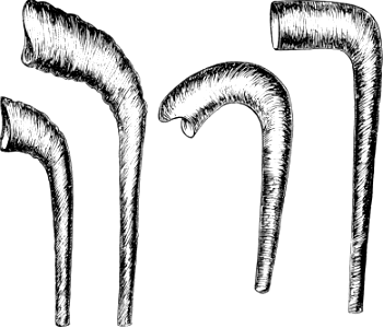13 Modern Jewish Rams Horns (Genesis 22 v13). Free illustration for personal and commercial use.