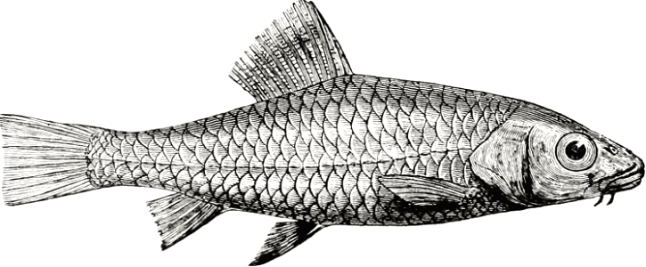 Fish of the Sea of Galilee