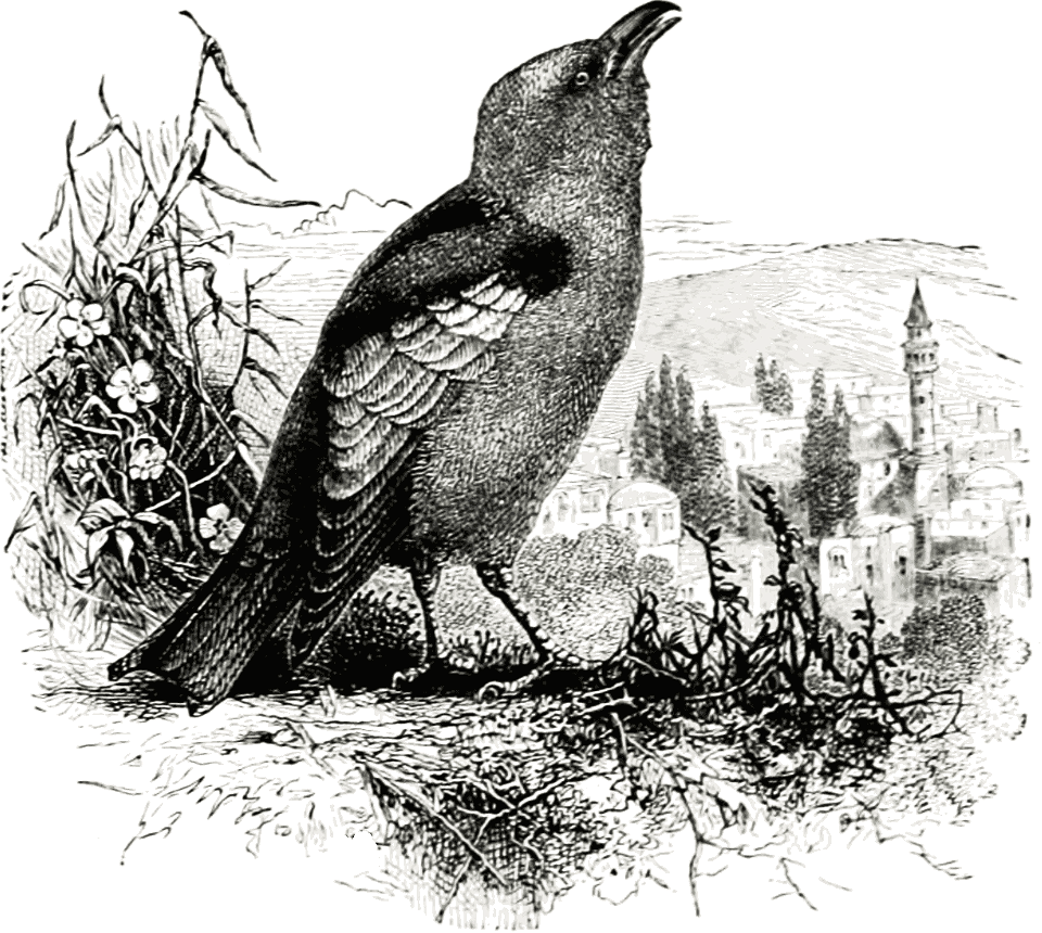 The Roller Bird of Palestine