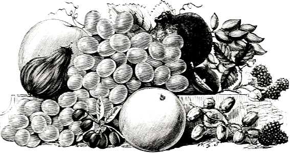 Fruits of Palestine
