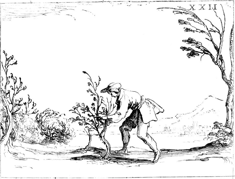 01a - Pruning off the dead or diseased Branch