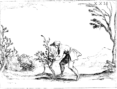 01a - Pruning off the dead or diseased Branch