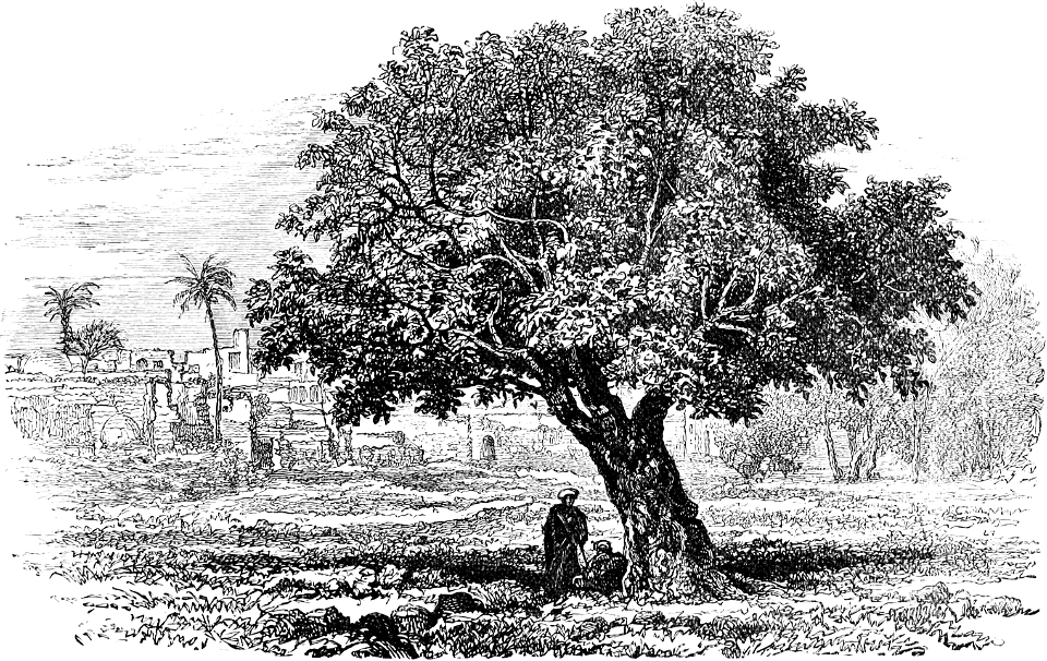 Oriental Fig Tree