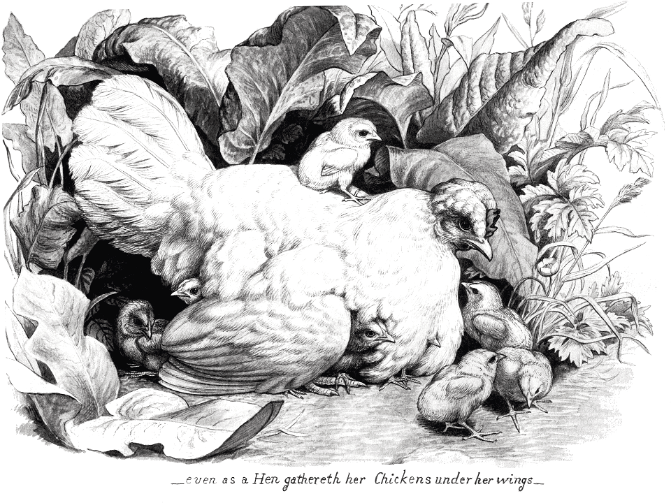 NT03 Matthew 23 v37 As a Hen gathers her Chickens under her Wings