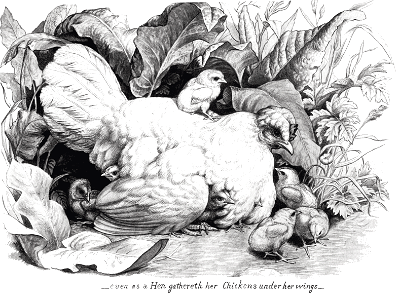 NT03 Matthew 23 v37 As a Hen gathers her Chickens under her Wings