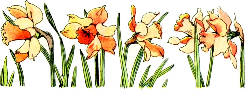 02 Daffodil Flowers (color). Free illustration for personal and commercial use.