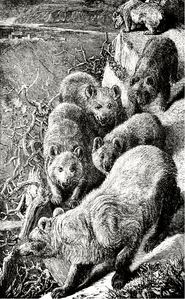 Bears come to Kill the Sheep