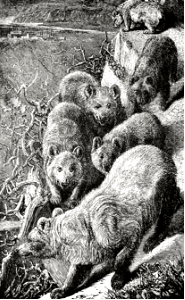 Bears come to Kill the Sheep