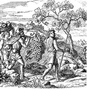 17 The Spies returning from Canaan