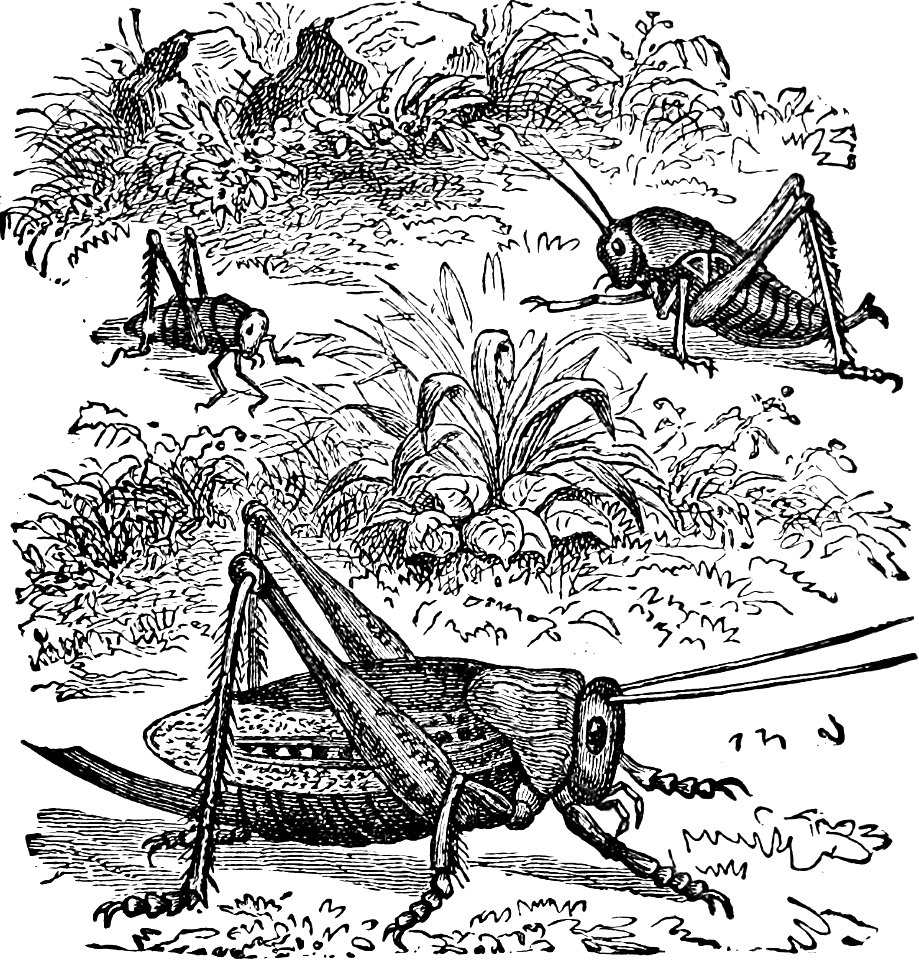 Locusts