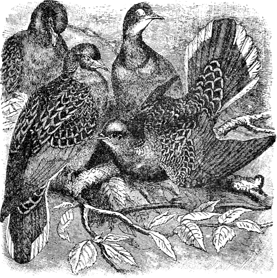 Turtle Doves