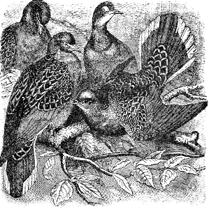 Turtle Doves