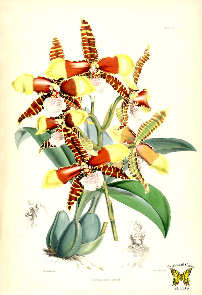 Clown orchid, tiger orchid. Rossioglossum grande [as Odontoglossum grande]. Free illustration for personal and commercial use.