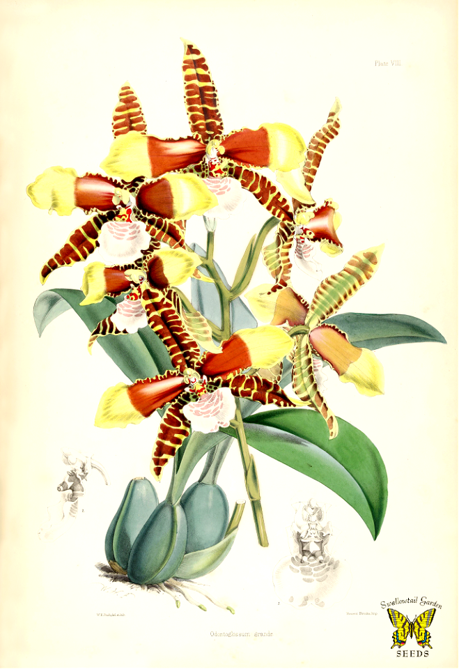 Clown orchid, tiger orchid. Rossioglossum grande [as Odontoglossum grande]