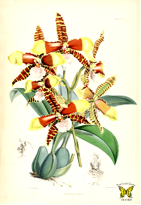 Clown orchid, tiger orchid. Rossioglossum grande [as Odontoglossum grande]. Free illustration for personal and commercial use.