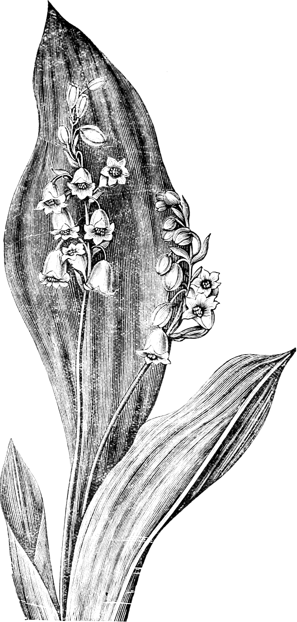 Lily of the Valley