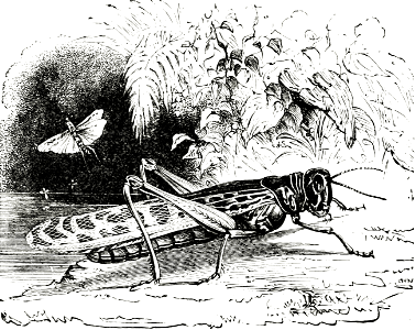 Locust
