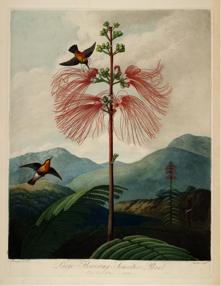 Tree Calliandra, Powderpuff. Calliandra houstoniana- [as Mimosa grandiflora]. Thornton, R.J., New illustration of the sexual system of Carolus von Linnaeus and the temple of Flora, or garden of nature, t. (1807)