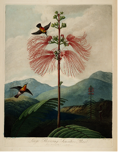 Tree Calliandra, Powderpuff. Calliandra houstoniana- [as Mimosa grandiflora]. Thornton, R.J., New illustration of the sexual system of Carolus von Linnaeus and the temple of Flora, or garden of nature, t. (1807). Free illustration for personal and commercial use.