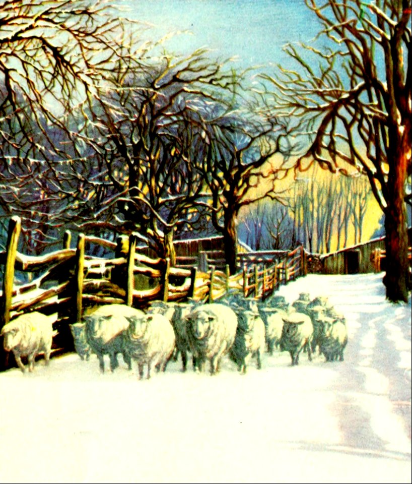 11 Sheep in Winter Scene (color)