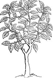 70 Plants - Christ Thorn (zizyphus spina christi)