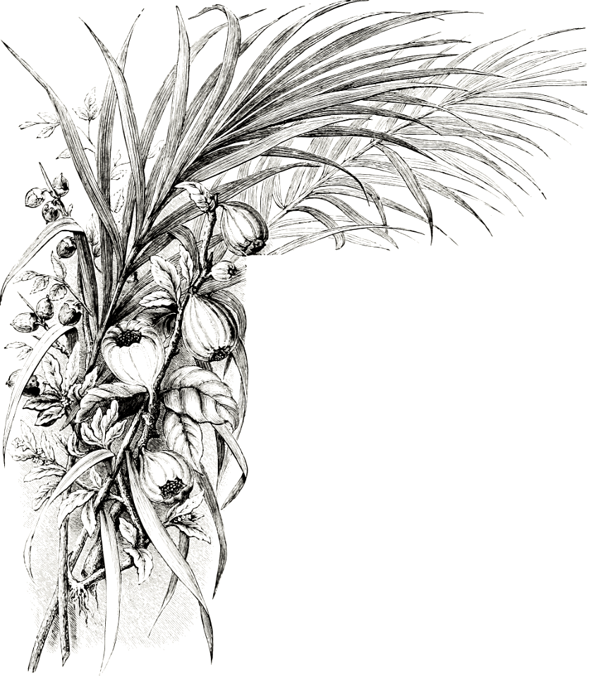 Figs and Palms of Palestine