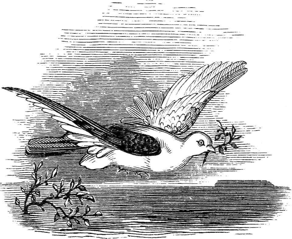 06 The Dove with the Olive Branch