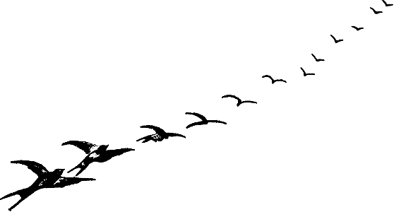 Birds flying in a Row