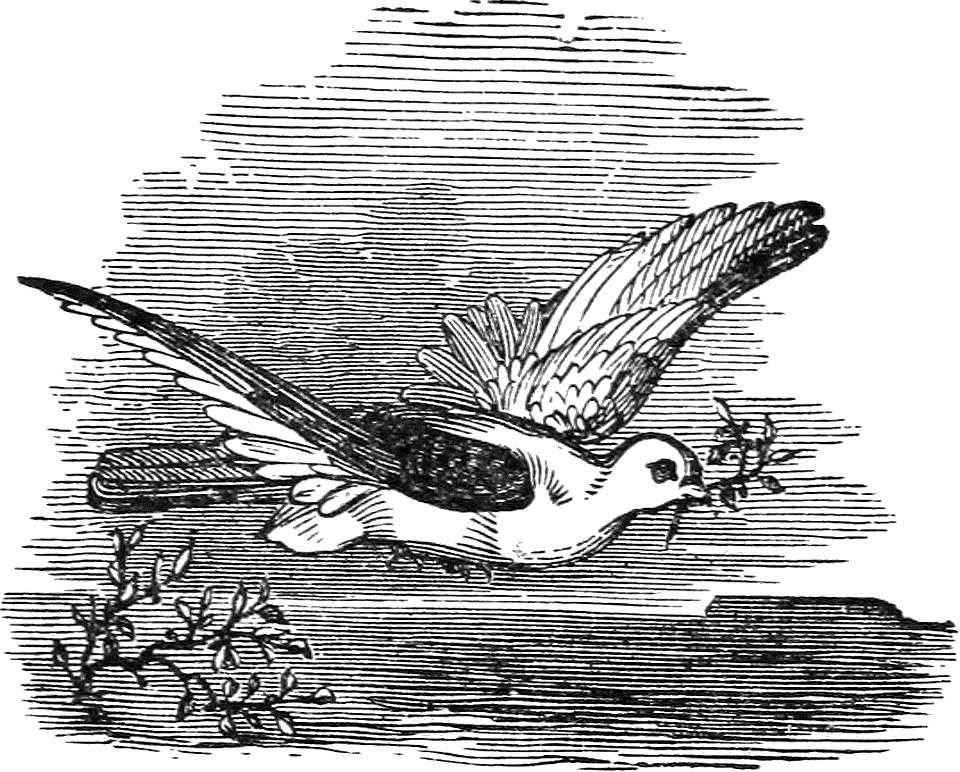 05 The Dove with the Olive Branch