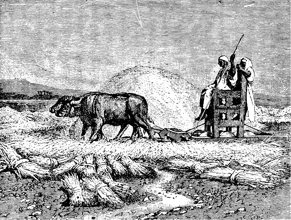 076 Threshing Grain in Davids Time