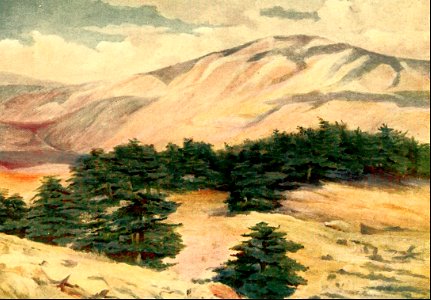 13 Psalm 104 The Cedars of Lebanon. Free illustration for personal and commercial use.