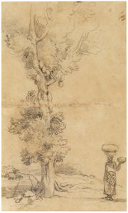 Jack Tree, da Coleção Brasiliana Iconográfica