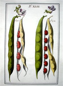 LeBerryais Haricots planche 43