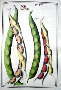 LeBerryais Haricots planche 15