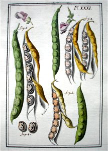 LeBerryais Haricots planche 31