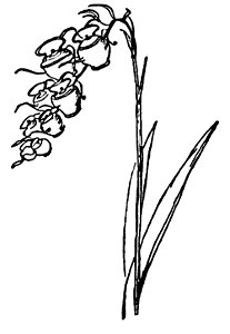 Lear - Jinglia Tinkettlia