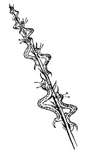 Lear - Nasticreechia Krorluppia