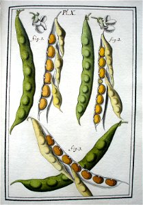 LeBerryais Haricots planche 10