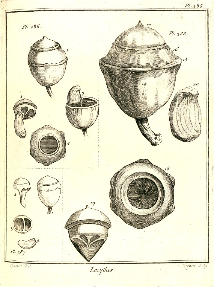 Lecythis grandiflora Aublet 1775 pl 285
