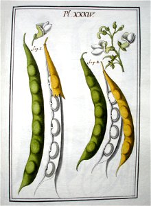 LeBerryais Haricots planche 34